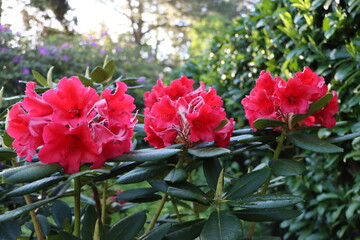 Rhododendron x 'Melville' 