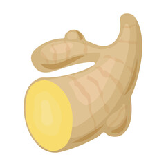 Ginger vector icon.Cartoon vector icon isolated on white background ginger.