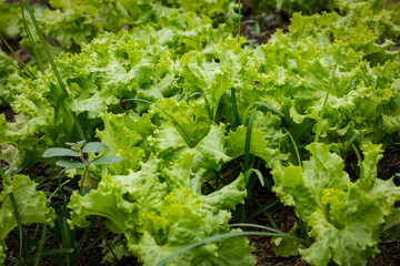 garden salad Clear focus on specific areas of the image./ soft Focus