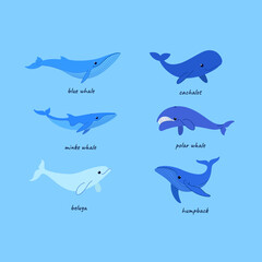 Cartoon whale sketch line icon. Different type of whale - sperm whale, blue whale, humpback whale, polar whale, beluga.