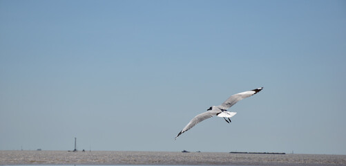 The seagulls on air above the sea water surface view horizon at Samutprakan, Thailand