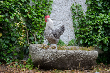 Black and white big rooster, bright head, one hen