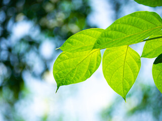 Fototapeta na wymiar Close up - Fresh green leaves from trees and bokeh light