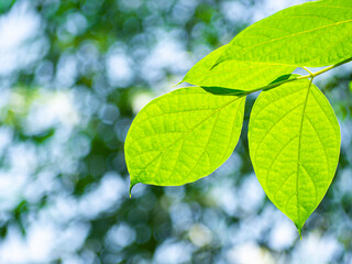 Naklejka na ściany i meble Close up - Fresh green leaves from trees and bokeh light