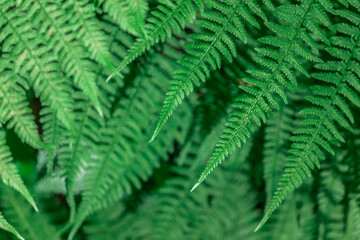 Fern in the forest close-up. Background of leaves.