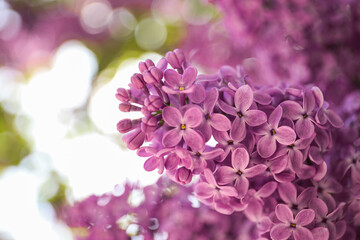 Closeup view of beautiful blossoming lilac shrub outdoors