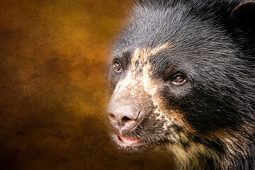 portrait of a spectacled bear