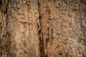 Termites, bark