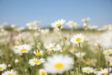 Fototapeta na wymiar Closeup view of beautiful chamomile field on sunny day
