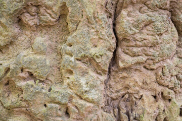 Termites, bark