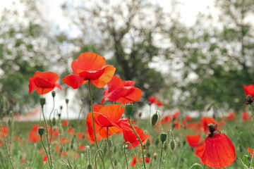 Beautiful red poppy flowers growing in field, closeup