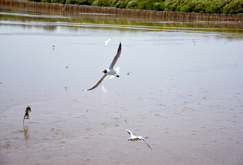 The seagulls on air above the sea water surface view horizon at Samutprakan, Thailand