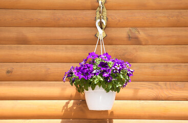 Beautiful purple flowers in hanging plant pot near wooden wall outdoors on sunny day
