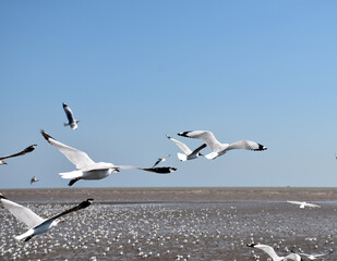 The seagulls on air above the sea water surface view horizon at Samutprakan, Thailand