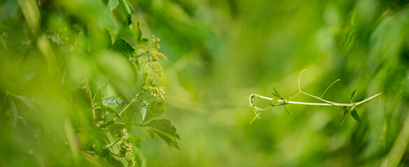 tree leaves and bokeh light background