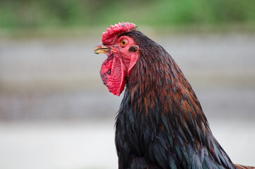 Image of a large domestic rooster of dark color with black and green feathers in the tail.