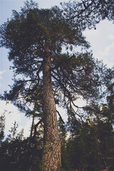 trees in the old forest