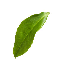 Fototapeta premium Green leaf of tea plant isolated on white