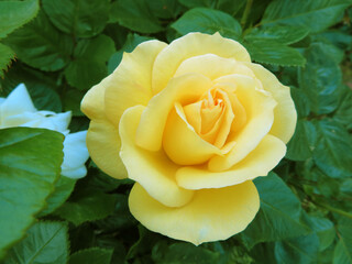closeup of yellow rose with green leaves