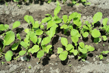 Close up of red radish leaves in raised garden bed.  Selective focus. Cultivating of vegetables, agriculture concept. Gardening in the spring or summer season. Ecological harvesting.