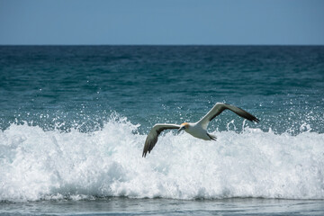 Gannet seagull flying over the waves of Tasman Sea