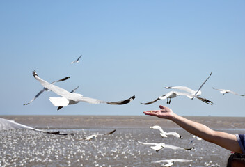 hand of traveler giving food for seagulls flying over sea at Bangpu Recreation Center in Samutprakan, Thailand.
