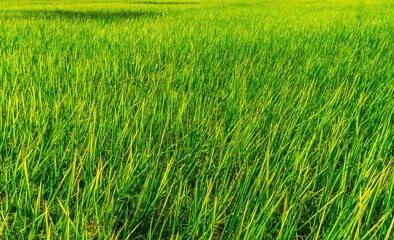 Green rice fields That was coming out with yellow fields that looked beautiful in the countryside