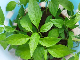leaf, green, plant, nature, leaves, fresh, spring, garden, food, macro, flora, clover, natural, closeup, isolated, color, close-up, growth