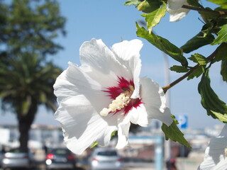 Hibiskusblüte © Guenter