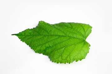 Green mulberry leaf isolated on white background.