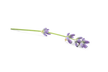 Beautiful blooming lavender flowers on white background