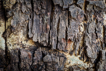 Tree bark texture