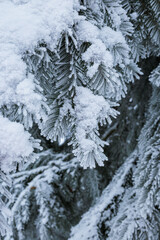 Hoarfrost in spruce tree branches at winter