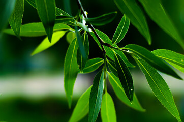 Obraz premium Green foliage of a tree on a dark background. High contrast dark and light. Dark green. Shadow, twilight.