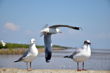 The seagulls on air above the sea water surface view horizon at Samutprakan, Thailand