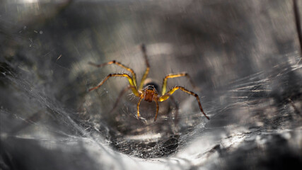 yellow spider protecting its web, macro photography of this fragile and gracious insect, but dreadful predator for the ones trapped, nature scene, Koh Phayam tropical island, Thailand