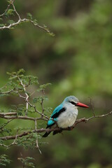 Woodlands Kingfisher resting on an Acacia brand