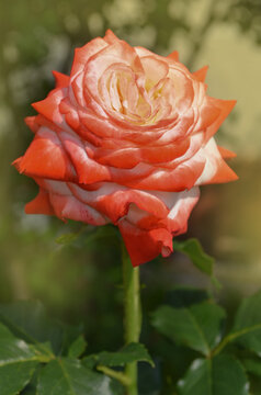 Beautiful white and red Imperatrice Farah rose. White and red roses are growing
