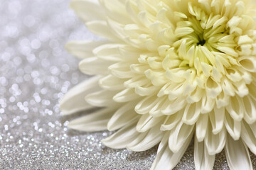 white chrysanthemum flower on silver background