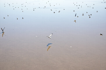 Seagull eating a fish snack on the beach at Bangpu Recreation Center, Samut Prakan, Thailand
