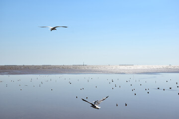 The seagulls on air above the sea water surface view horizon at Samutprakan, Thailand