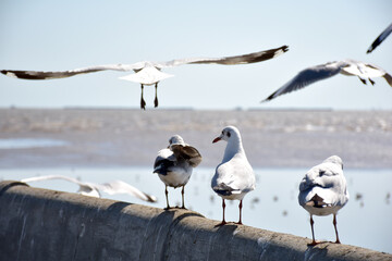 Obraz premium The seagulls on air above the sea water surface view horizon at Samutprakan, Thailand