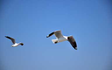 The seagulls on air above the sea water surface view horizon at Samutprakan, Thailand