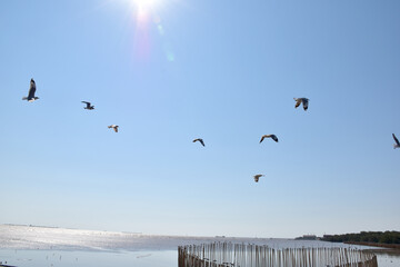 The seagulls on air above the sea water surface view horizon at Samutprakan, Thailand