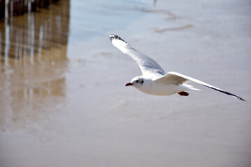 The seagulls on air above the sea water surface view horizon at Samutprakan, Thailand