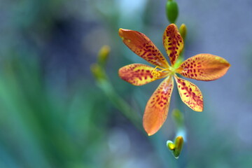 Blüte einer Leopardenblume © christiane65