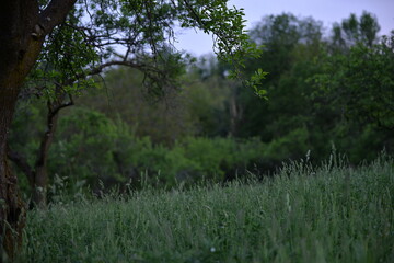 Fototapeta premium wild green grass in the garden