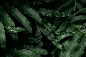 Dark green leaves with water drops in the garden. Green leaf texture. Nature abstract background. Tropical forest. Above view of dark green leaves with natural pattern at night. Tropical plant.