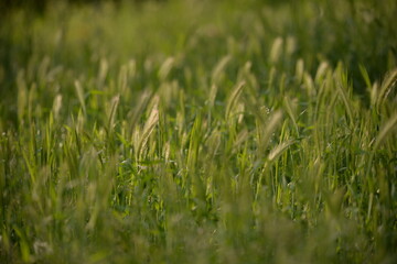 Obraz premium wild green grass in the garden