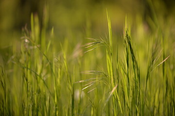 wild green grass in the garden